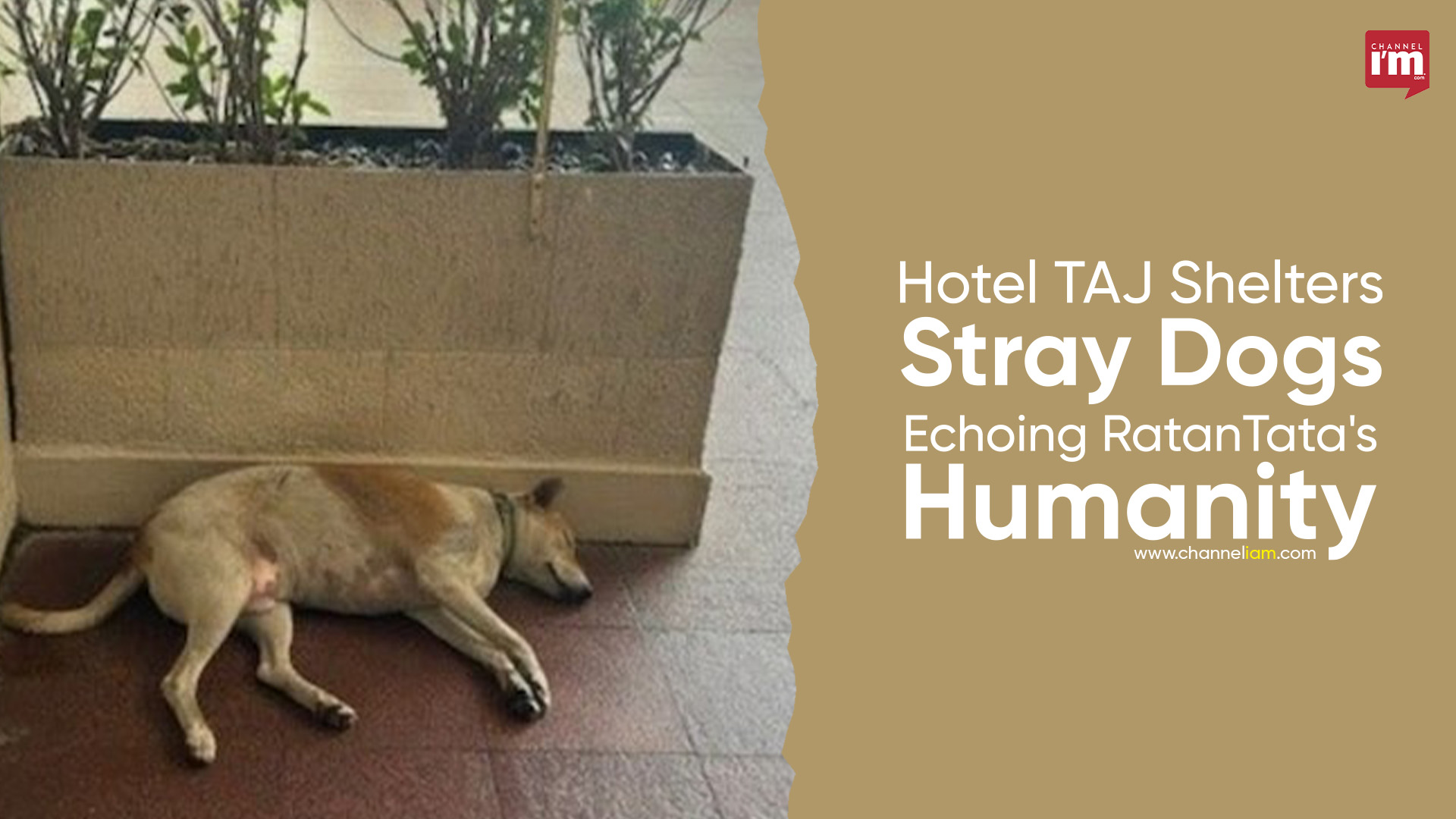 Hotel TAJ Shelters Stray Dogs Echoing Ratan Tata's Humanity