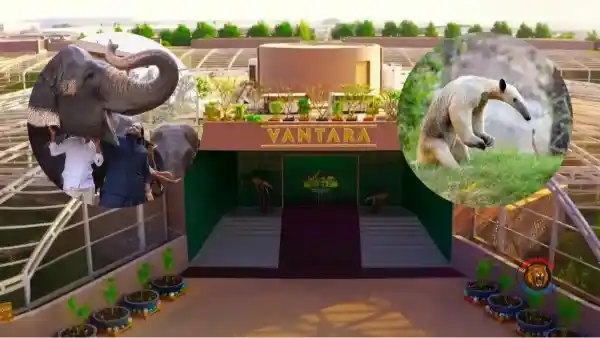 Vantara SIT Probe Reliance Animal Rescue