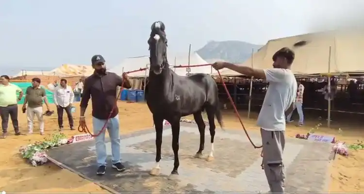 pushkar cattle fair 2025 marwari horse buffalo 16 inch cow