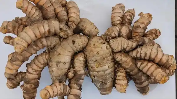 kau rejuvenated cochin ginger alleppey turmeric