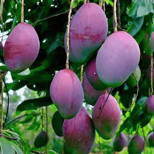 miyazaki mango terrace cultivation udupi