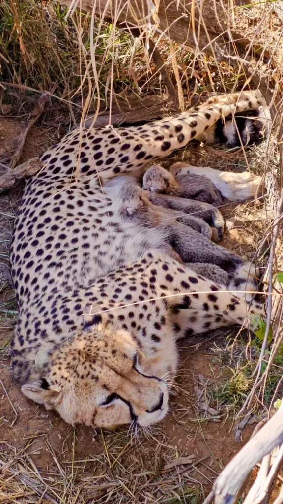 jwala cheetah cubs kuno national park