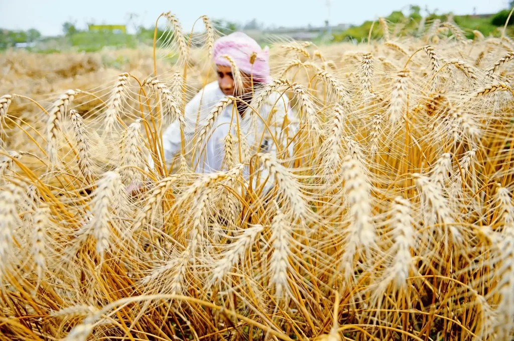 india doubles wheat export quota 5 million tonnes