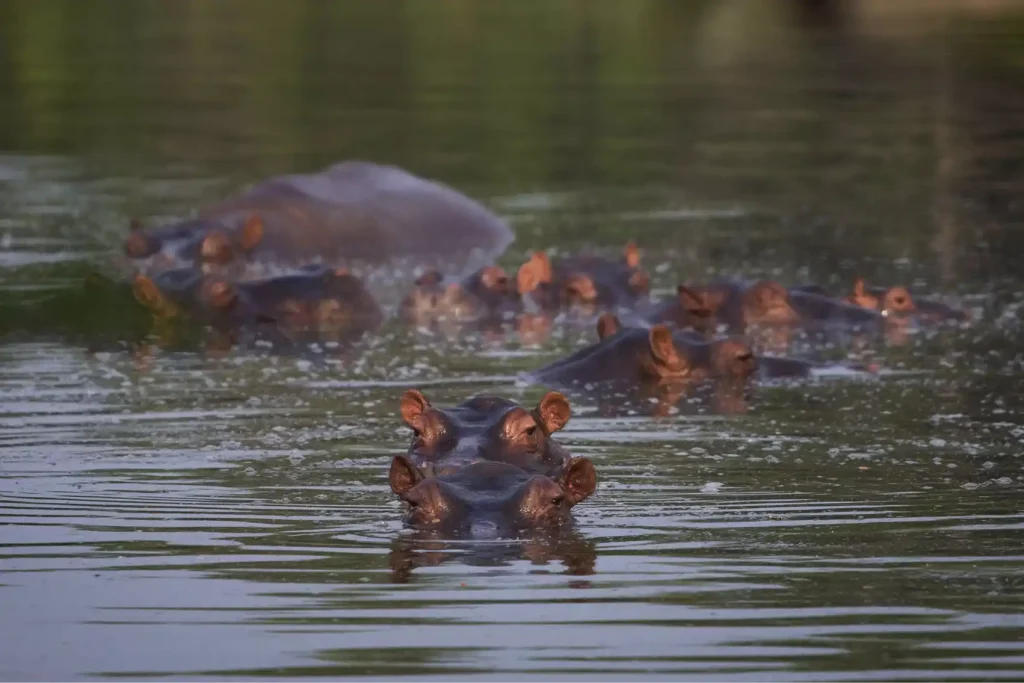 anant ambani hippos relocation colombia india