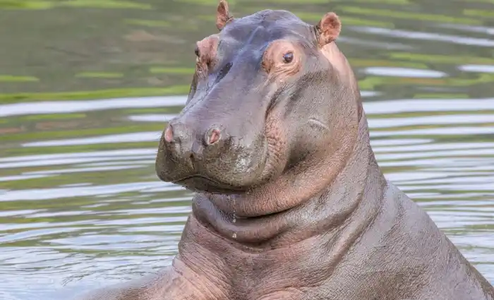 colombia cocaine hippos invasive species
