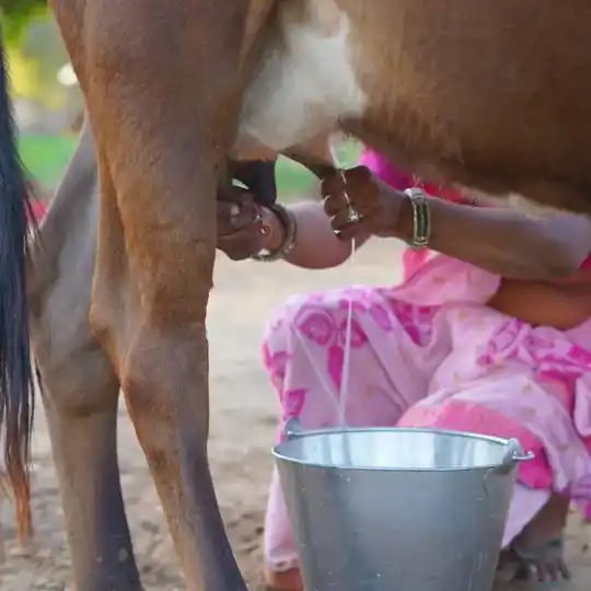 banas dairy asias largest dairy cooperative india