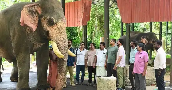 guruvayur multi speciality veterinary hospital elephants