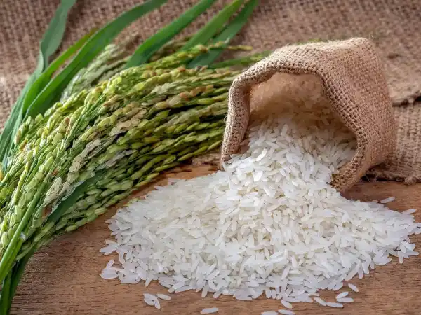 india largest rice producer record output 2025-26