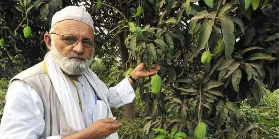 kalimullah khan mango man 300 varieties tree