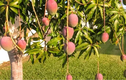 miyazaki mango worlds most expensive fruit