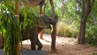 maniki elephant rehabilitation vantara jamnagar