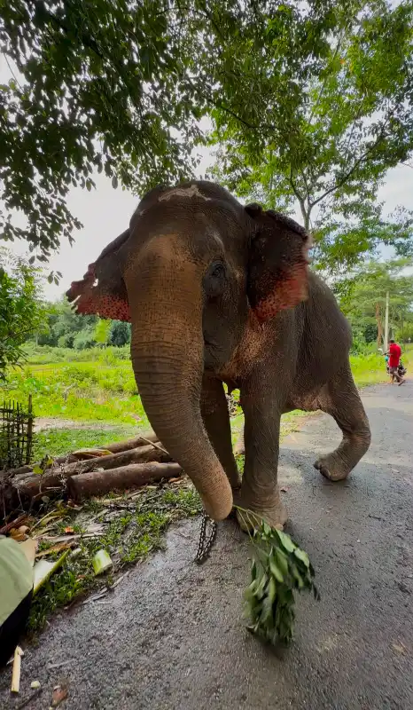 joymoti elephant airlift vantara veterinary care