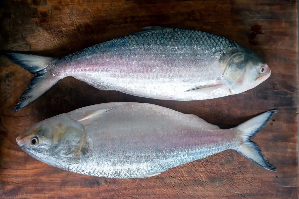 india hilsa exports bangladesh 500 tonnes fish trade