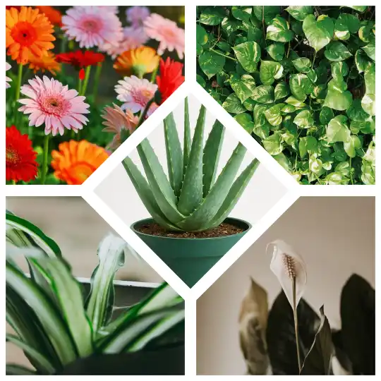 best air purifying indoor plants nasa clean air study